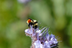 DSC_0115-B