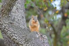 DSC_0356-B
