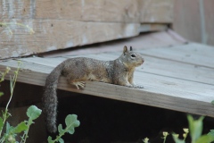 DSC_0791-A