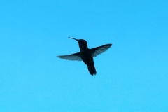 DSC_1072-A