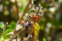 DSC_5030-A