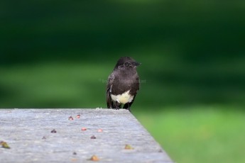 DSC_0016-A