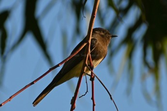 DSC_0031-A
