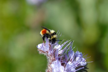 DSC_0115-B