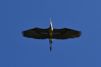 DSC_0123-A