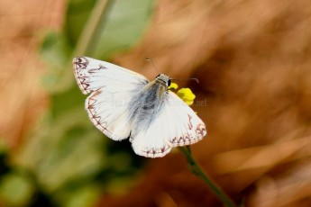 DSC_0247-A