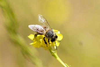 DSC_0481-A