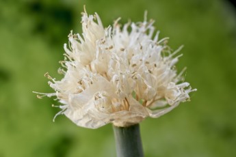 DSC_0525-A