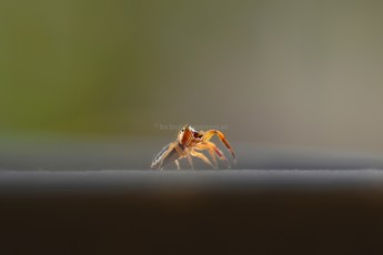 DSC_0643-A