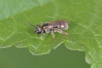 DSC_0811-A