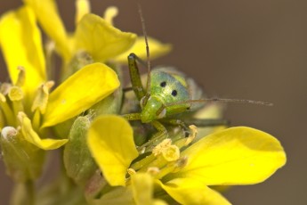 DSC_0872-A