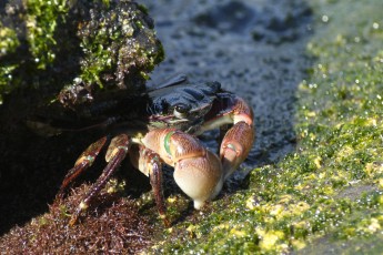 DSC_0894-A
