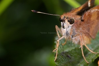DSC_0937-A