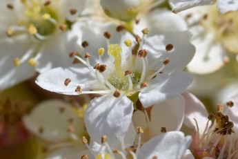 DSC_0959-A