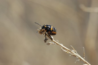 DSC_1365-A