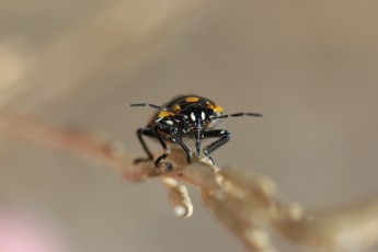 DSC_1370-A