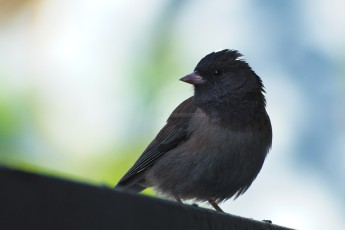 DSC_1439-A