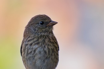 DSC_1453-A