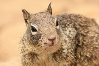 DSC_2056-A