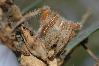 DSC_2425-A