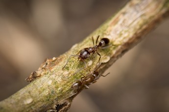 DSC_2693-A