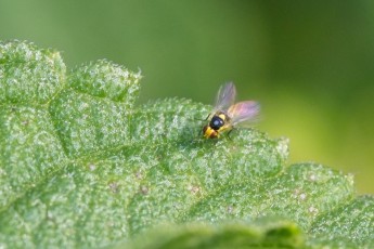 DSC_2793-A