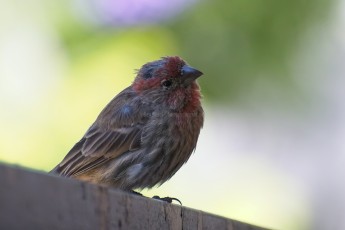 DSC_3314-A