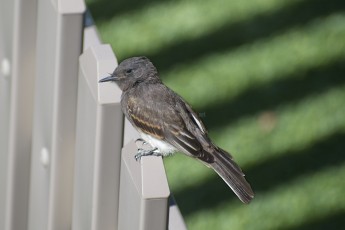 DSC_3395-A