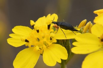 DSC_3847-B