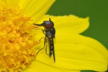 DSC_4027-B