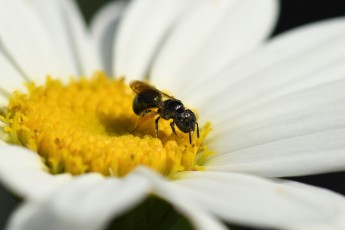 DSC_4249-A