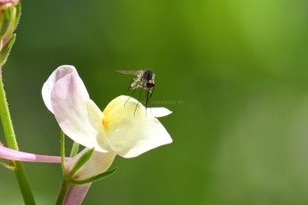 DSC_4601-A