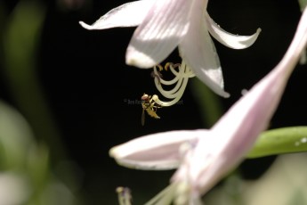 DSC_4998-A