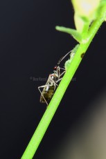 DSC_5079-A