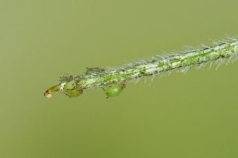 DSC_5265-A