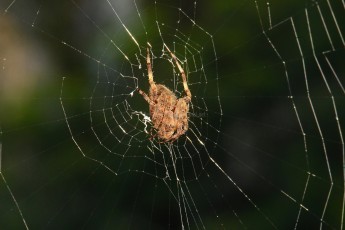 DSC_64926496-A