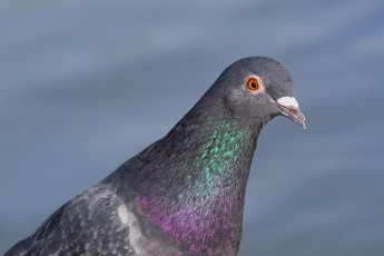 DSC_7298-B