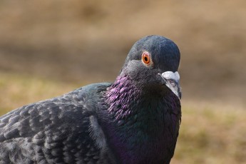 DSC_7527-A